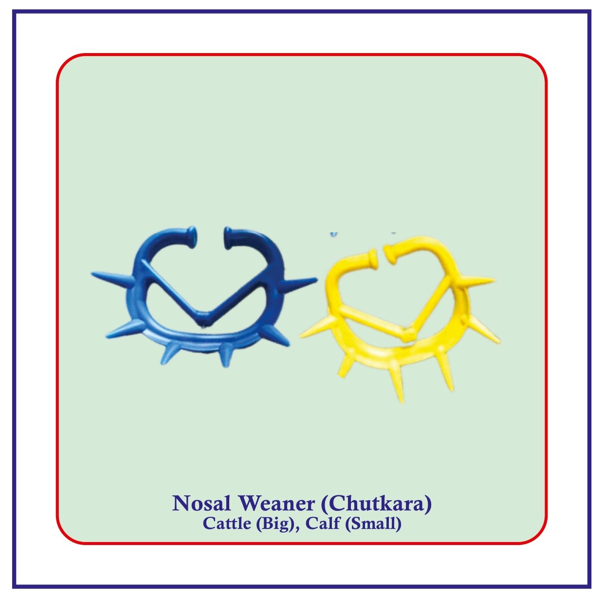 Caw Nosel Weanng Ring (Big) Chutakara) Use for Cow.